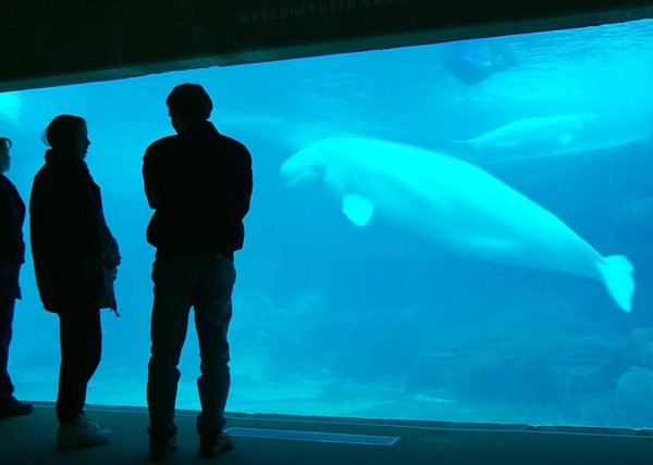 Whales, Vancouver 2000