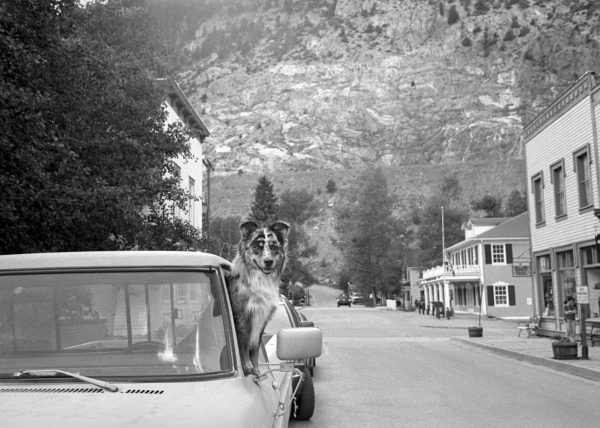 If Dogs Drove Cars, Georgetown, CO 2004