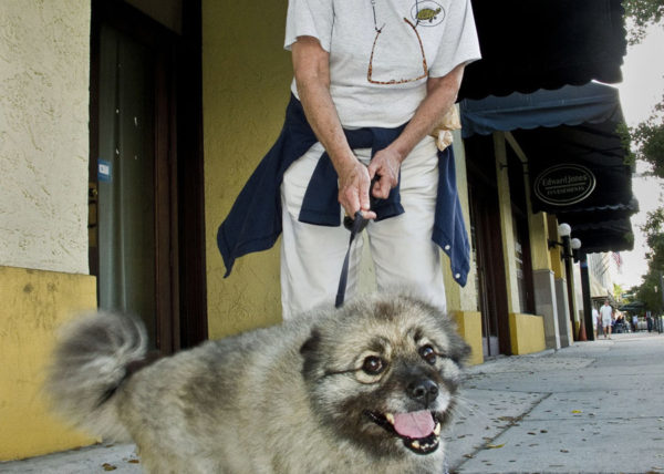 dog with "spectacles", West Palm Beach 2010