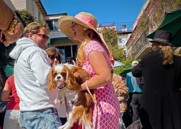 Cavalier King Charles Spaniel,  Palm Beach 2011