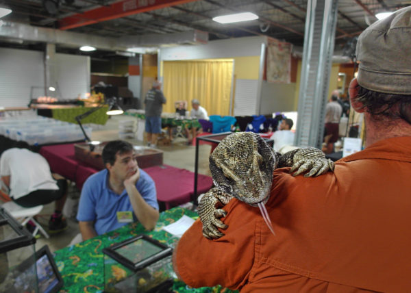 man with monitor lizard, West Palm Beach 2013