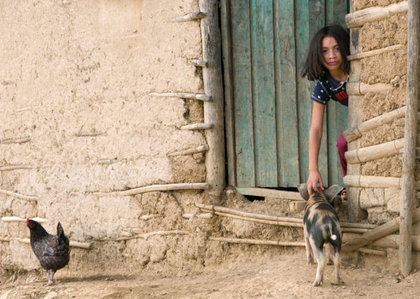 Pig & chicken, Venezuela 2005