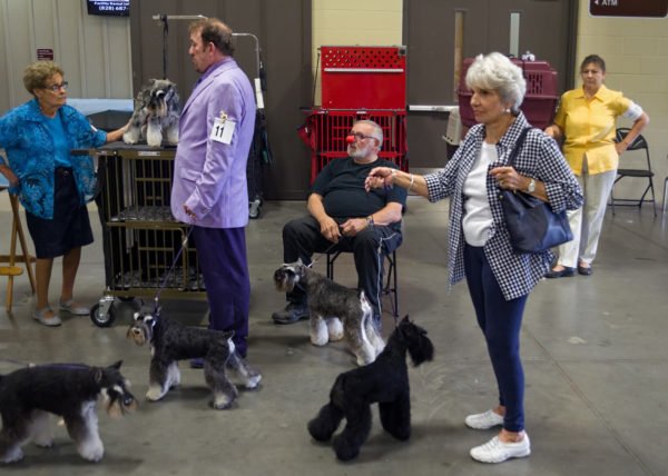 Miniature Schnauzers, Asheville 2016