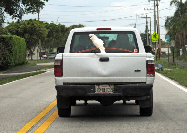 Cockatoo, West Palm Beach 2011