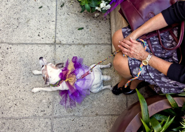 Dog wearing purple tutu, Palm Beach 2014
