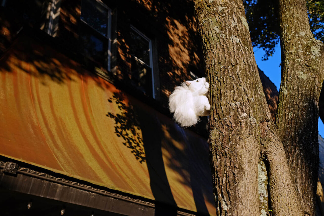 SquirrelTree-w-